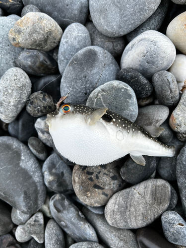 クサフグの釣果