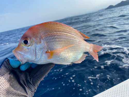 レンコダイの釣果