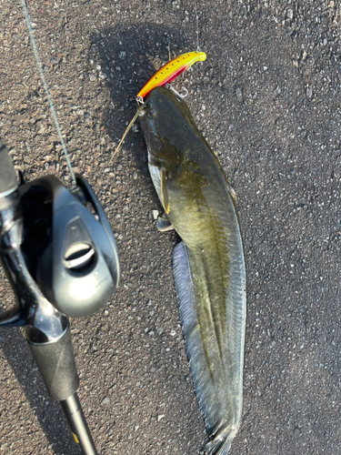 ナマズの釣果