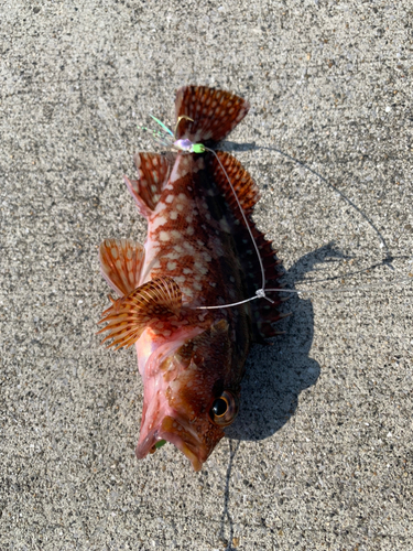 カサゴの釣果