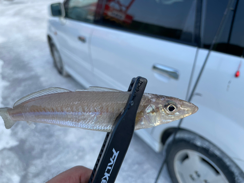 キスの釣果