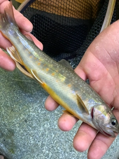 イワナの釣果