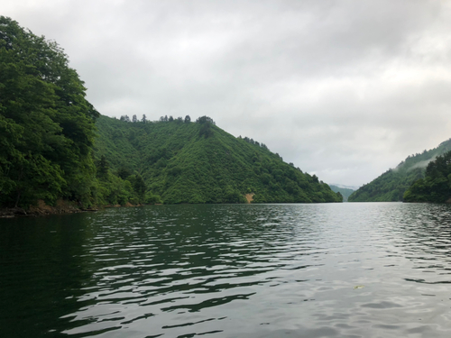 イワナの釣果