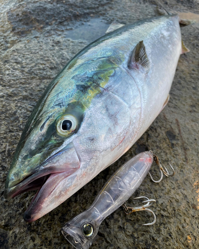 ワラサの釣果