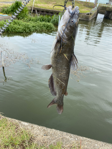 ナマズの釣果