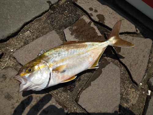 ショゴの釣果