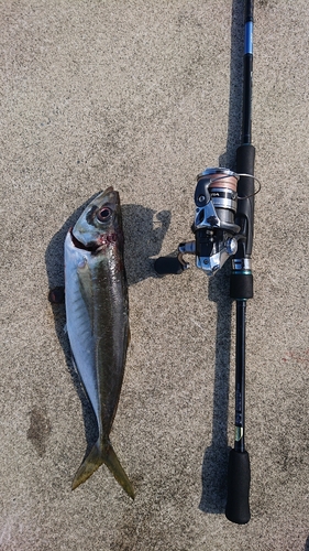 マアジの釣果