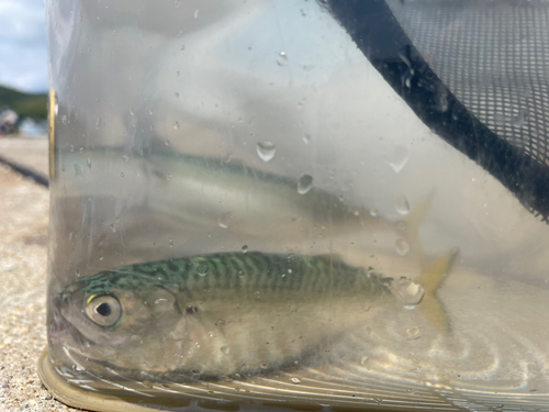 サバの釣果