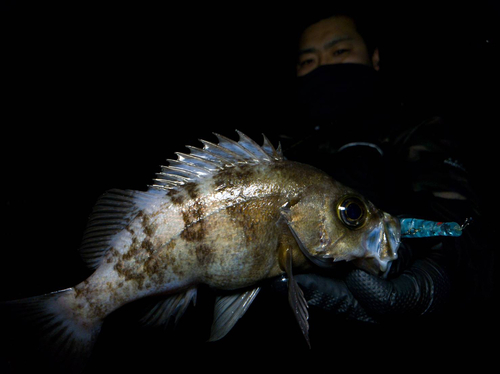 シロメバルの釣果