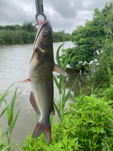 アメリカナマズの釣果