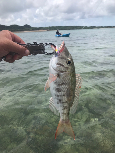 マトフエフキの釣果