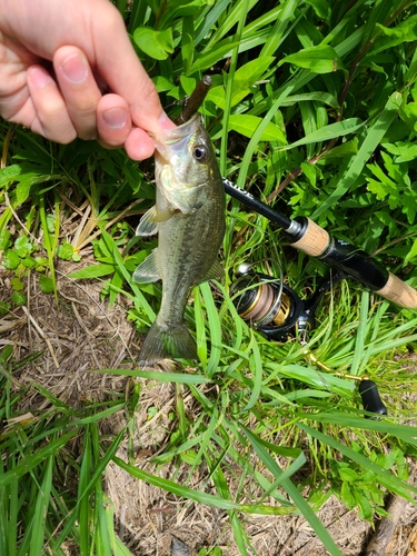 ラージマウスバスの釣果