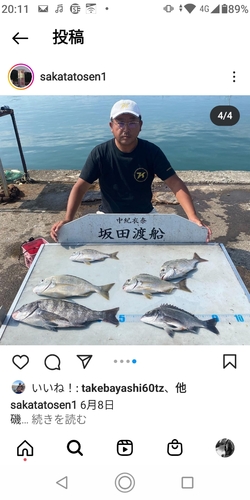 チヌの釣果