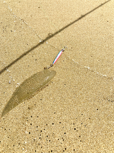 シタビラメの釣果