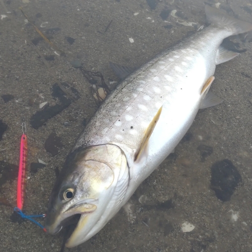 アメマスの釣果