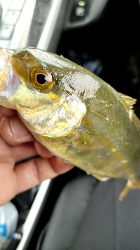 ショゴの釣果