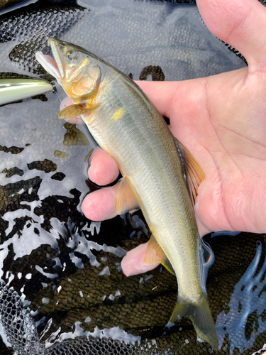 アユの釣果