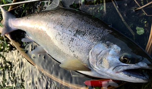 ヤマメの釣果