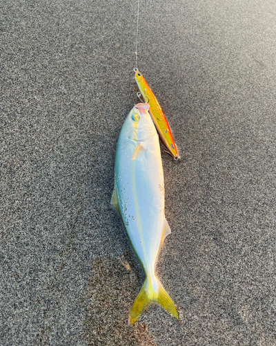 ワカナゴの釣果