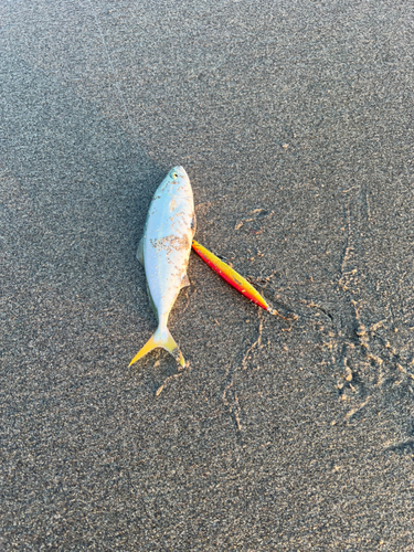 ワカナゴの釣果