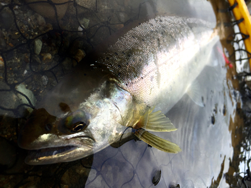 ヤマメの釣果