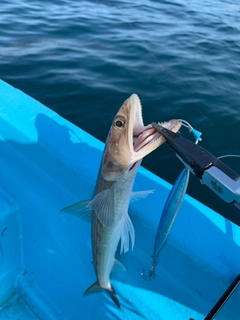 エソの釣果