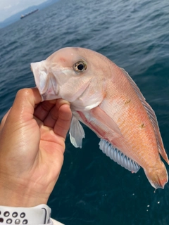 シロアマダイの釣果