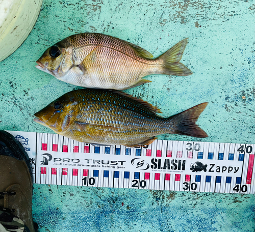 ハマフエフキの釣果