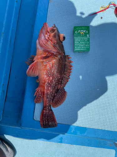 ウッカリカサゴの釣果