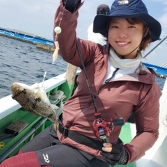 ショウサイフグの釣果