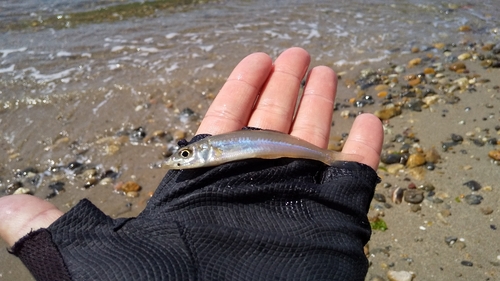 シロギスの釣果