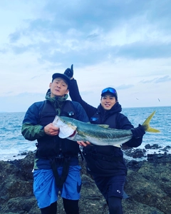 ヒラマサの釣果