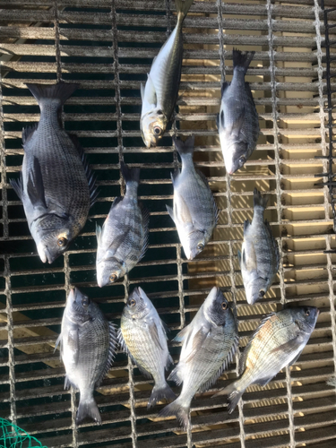 クロダイの釣果