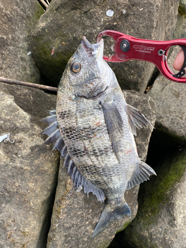 クロダイの釣果