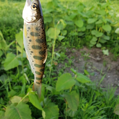 ヤマメの釣果