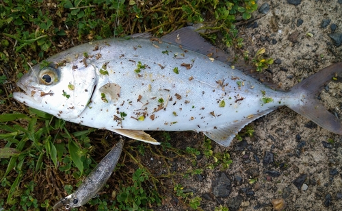 ネリゴの釣果