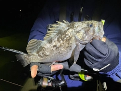 クロソイの釣果