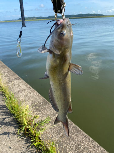 ナマズの釣果