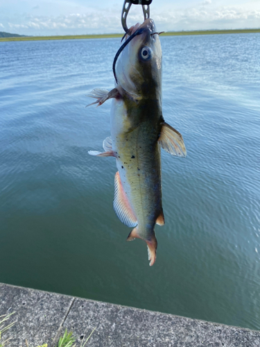 ナマズの釣果