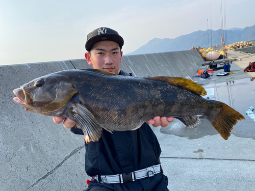 アイナメの釣果