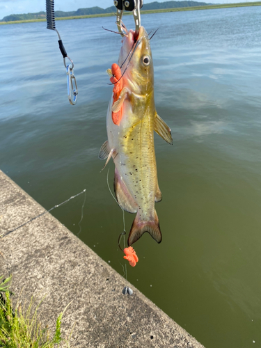 ナマズの釣果