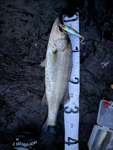 フッコ（マルスズキ）の釣果