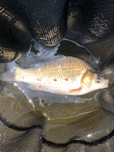 ヘラブナの釣果