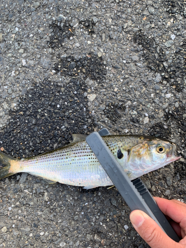 コノシロの釣果