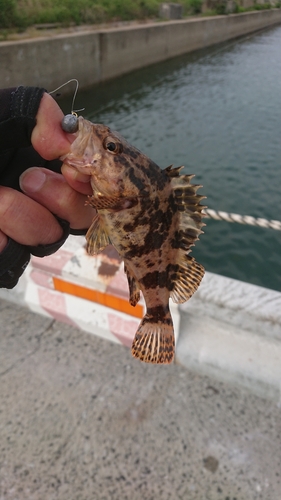 タケノコメバルの釣果