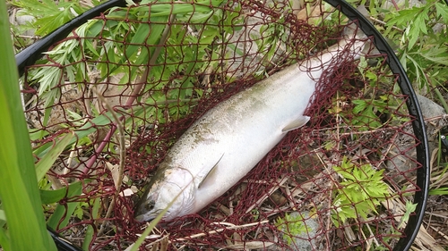 サクラマスの釣果