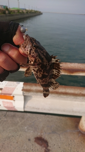 タケノコメバルの釣果