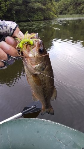 ブラックバスの釣果