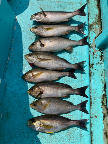 イサキの釣果