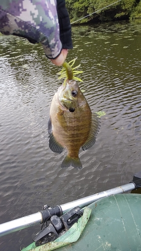 ブルーギルの釣果